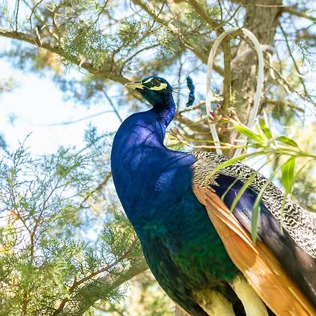 Lumaca Σπίτι διακοπών Porto Rotondo