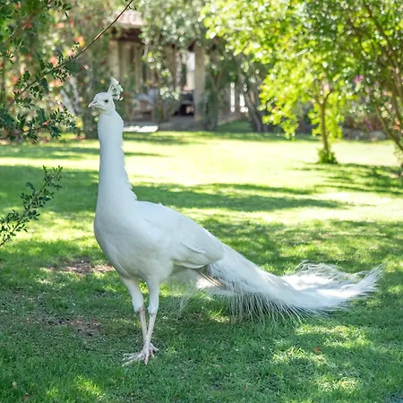 Lumaca Porto Rotondo